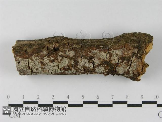 登錄號:F0008549藏品圖，第8張