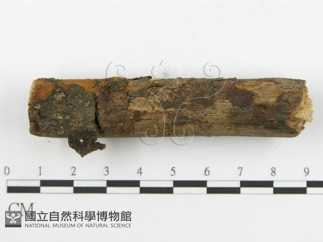 登錄號:F0001739藏品圖，第8張