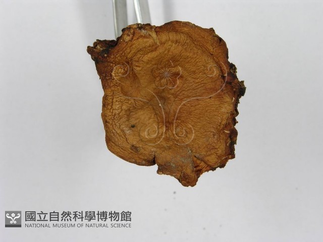 紅菇屬藏品圖，第8張