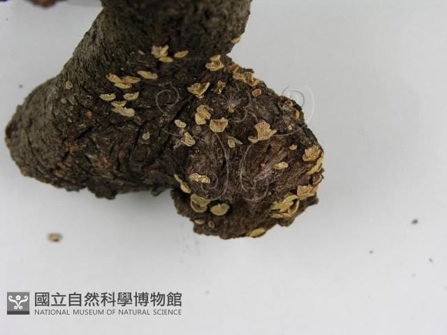 登錄號:F0005603藏品圖，第8張