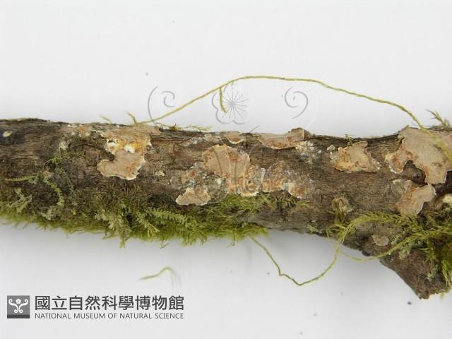 登錄號:F0013453藏品圖，第8張