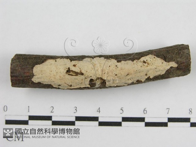 登錄號:F0011983藏品圖，第8張