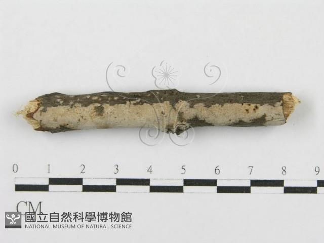 登錄號:F0016933藏品圖，第8張