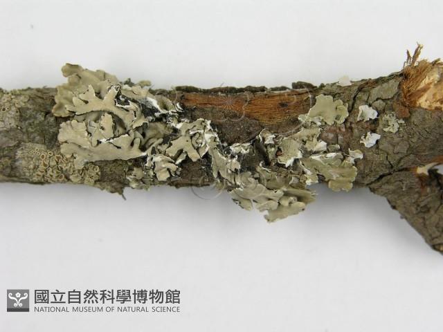 登錄號:F0015773藏品圖，第8張