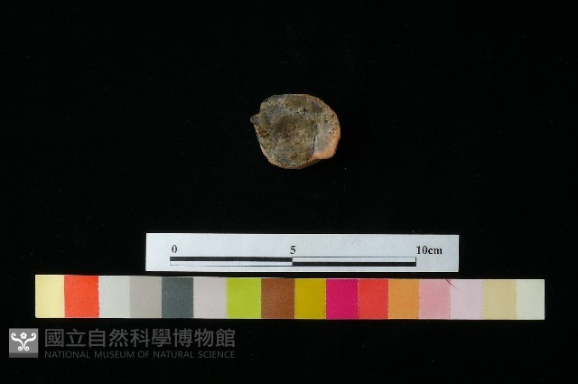 陶蓋藏品圖，第3張