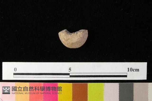 紡輪藏品圖，第3張