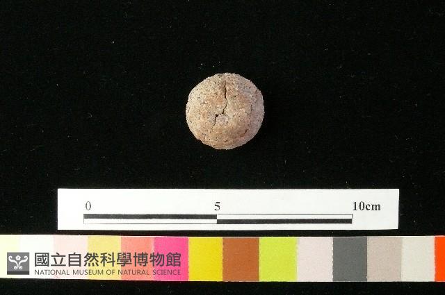 紡輪藏品圖，第3張