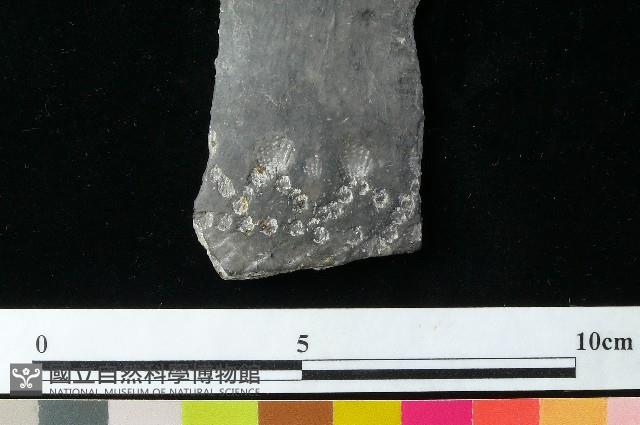 Accession Number:MTP-2012-PT252 Collection Image, Figure 3, Total 3 Figures