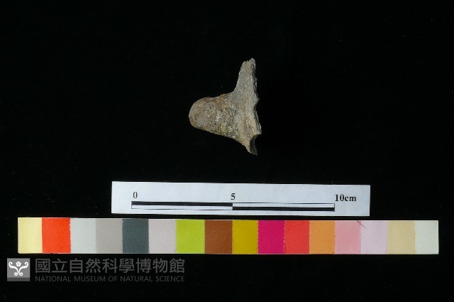 陶把藏品圖，第1張