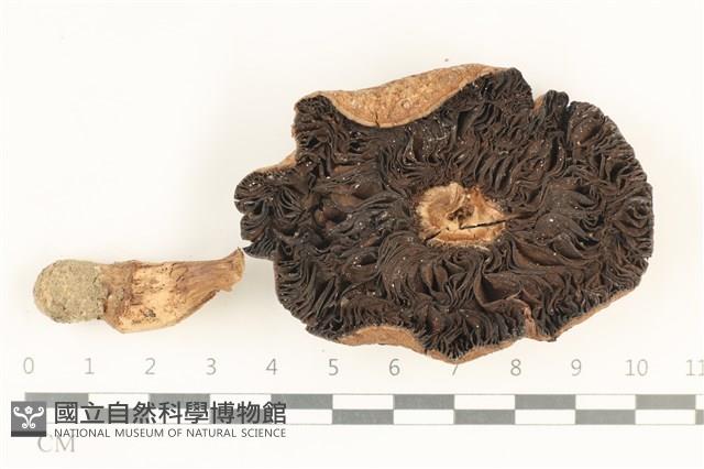 登錄號:F0037970藏品圖，第4張