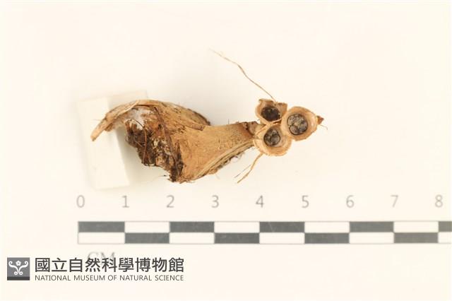 登錄號:F0037291藏品圖，第4張