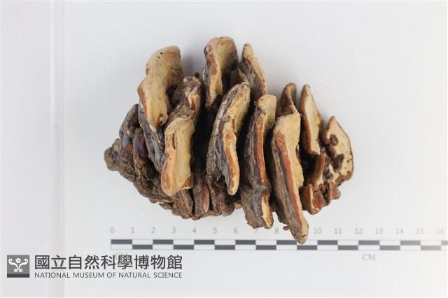 登錄號:F0036183藏品圖，第4張