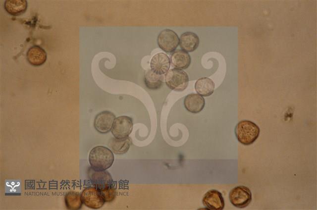 登錄號:F0012868藏品圖，第5張