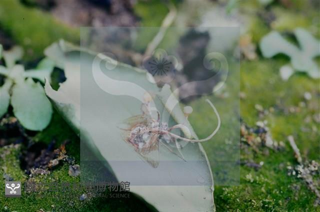 登錄號:F0010368藏品圖，第6張