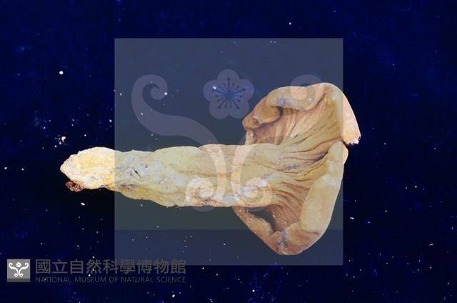 登錄號:F0004058藏品圖，第7張