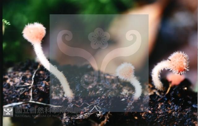 登錄號:F0014648藏品圖，第6張