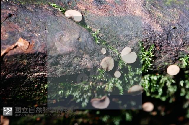 登錄號:F0015538藏品圖，第5張