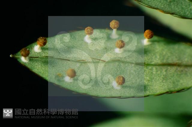 登錄號:F0010378藏品圖，第5張