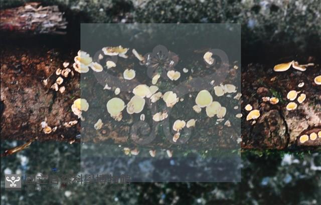 登錄號:F0013900藏品圖，第6張