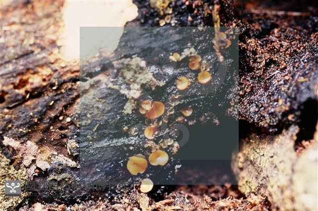 登錄號:F0018650藏品圖，第5張