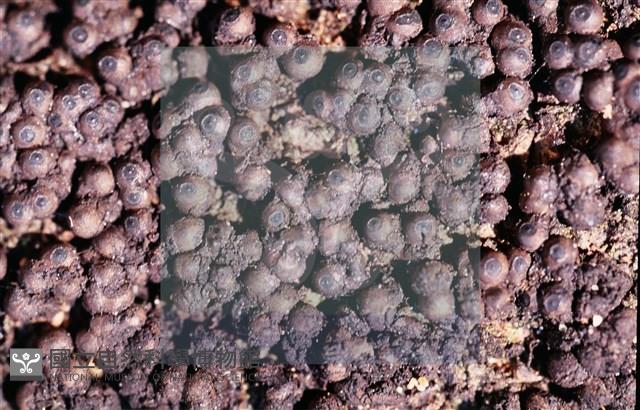 登錄號:F0013880藏品圖，第5張