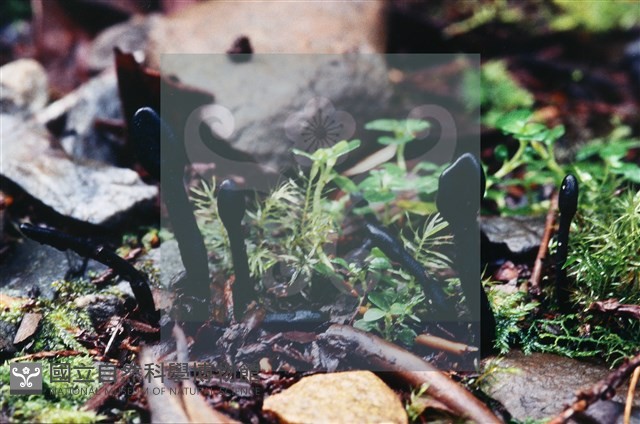 登錄號:F0003430藏品圖，第6張