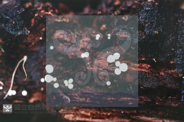 Accession Number:F0019730 Collection Image, Figure 6, Total 6 Figures