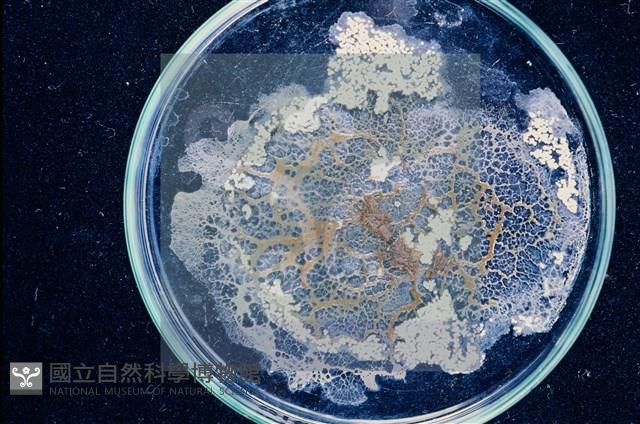 登錄號:F0010370藏品圖，第5張