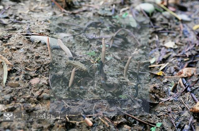 登錄號:F0016526藏品圖，第7張