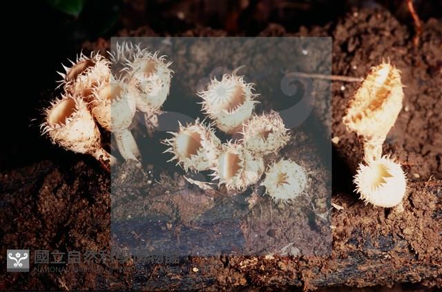 登錄號:F0005296藏品圖，第7張