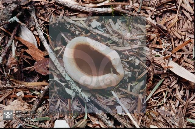 登錄號:F0003086藏品圖，第6張