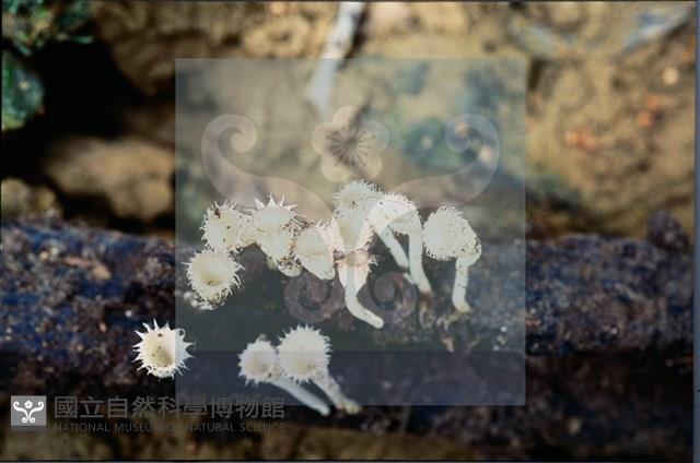 登錄號:F0008936藏品圖，第6張