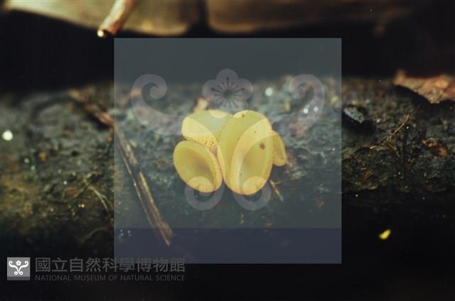 登錄號:F0005136藏品圖，第7張