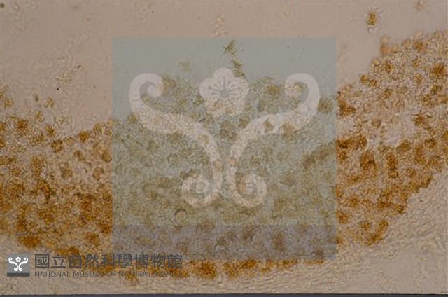 登錄號:F0015576藏品圖，第6張