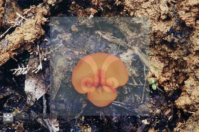 登錄號:F0004076藏品圖，第6張