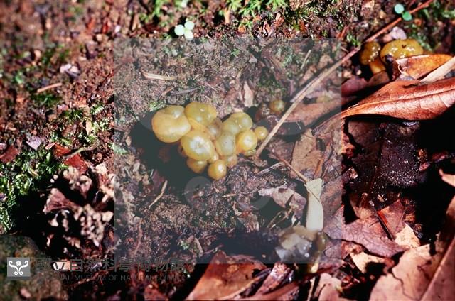 登錄號:F0016861藏品圖，第6張