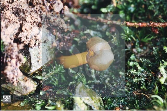 登錄號:F0009821藏品圖，第6張