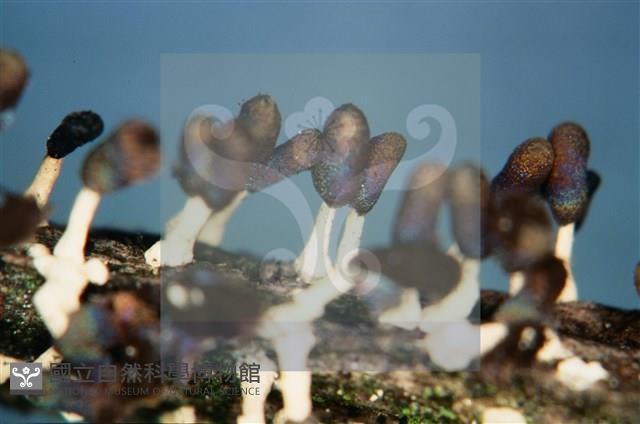 Accession Number:F0011301 Collection Image, Figure 5, Total 7 Figures