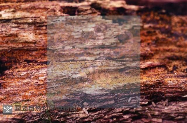 登錄號:F0022011藏品圖，第7張