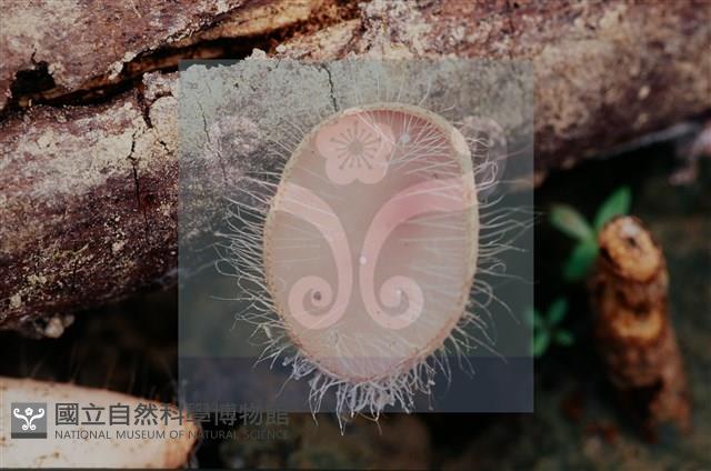 Accession Number:F0011304 Collection Image, Figure 6, Total 8 Figures