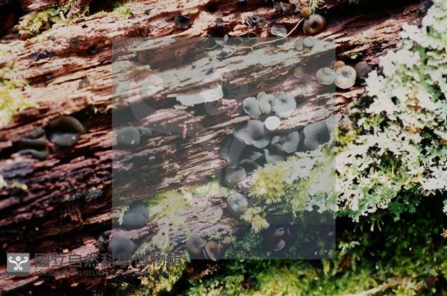 登錄號:F0018644藏品圖，第6張