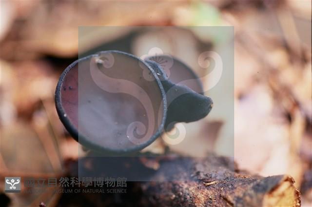 登錄號:F0015544藏品圖，第6張