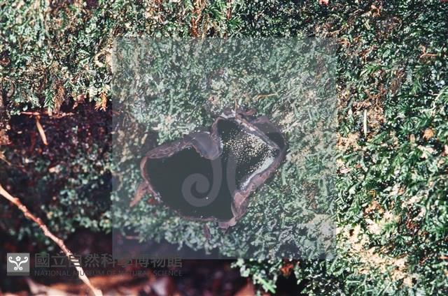 登錄號:F0002234藏品圖，第6張