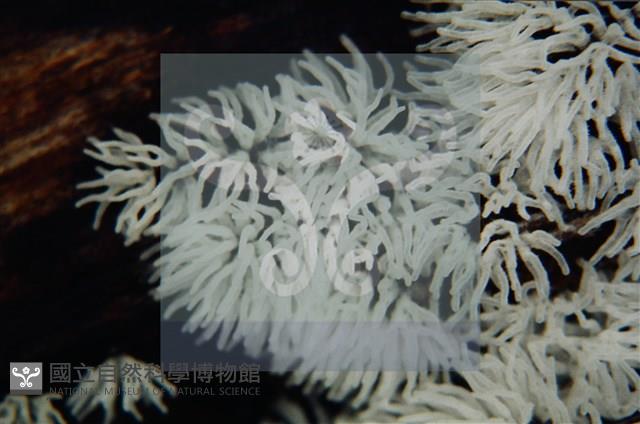 登錄號:F0009834藏品圖，第5張