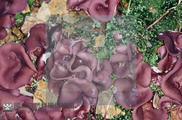 登錄號:F0002134藏品圖，第6張