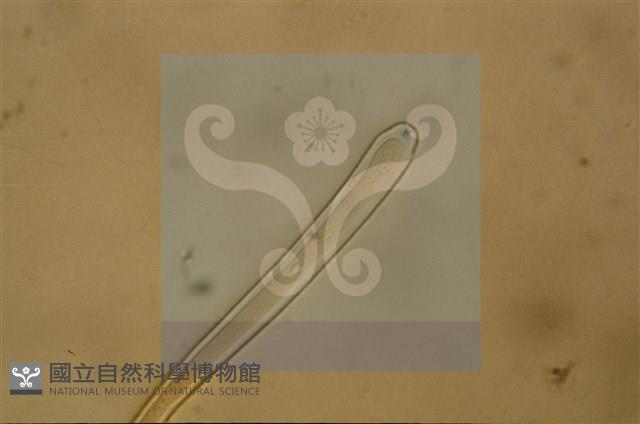 登錄號:F0012874藏品圖，第6張