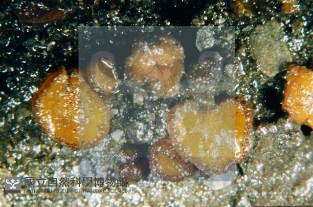 登錄號:F0003074藏品圖，第5張