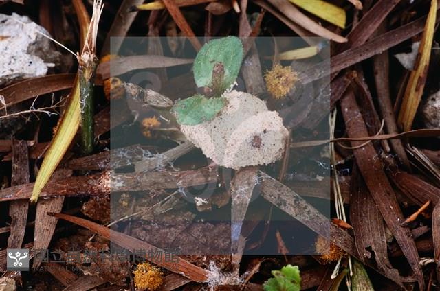 登錄號:F0015522藏品圖，第5張