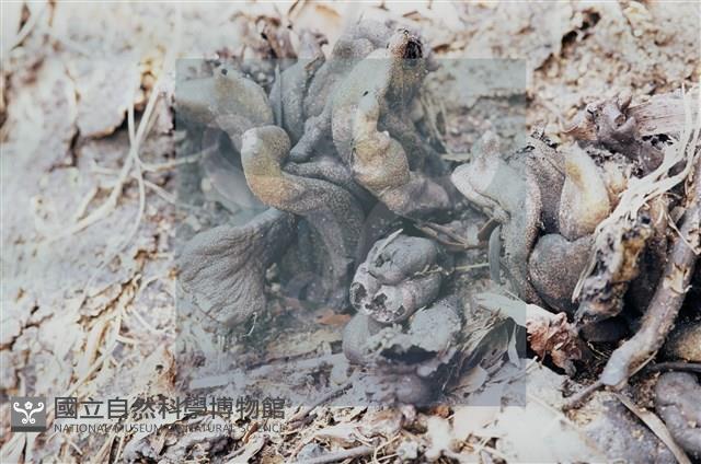 登錄號:F0011302藏品圖，第6張