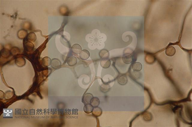 登錄號:F0005152藏品圖，第5張